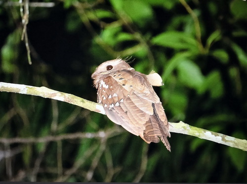 Dulit Frogmouth