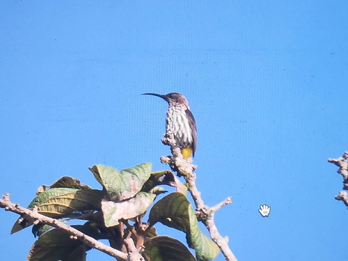 Whitehead's Spiderhunter