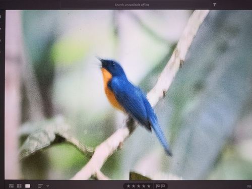 Dayak (Hill) Blue Flycatcher