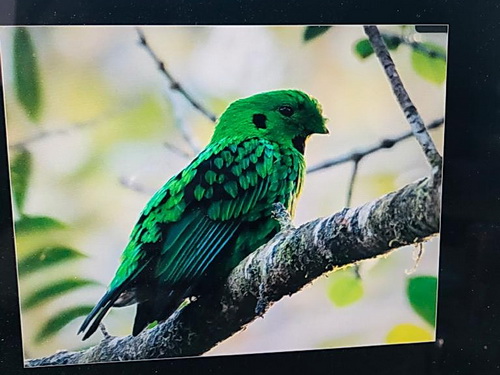 Whitehead's Broadbill
