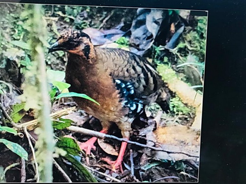 Red-breasted Partridge