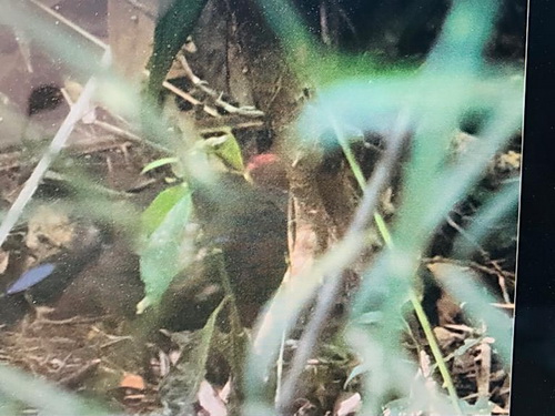 Crimson-headed Partridge