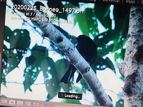 Black Oriole