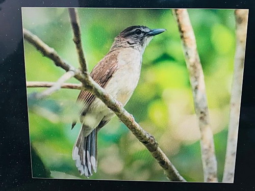 Hook-billed Bulbul