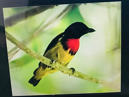 Scarlet-breasted Flowerpecker