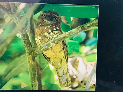 Sunda Frogmouth