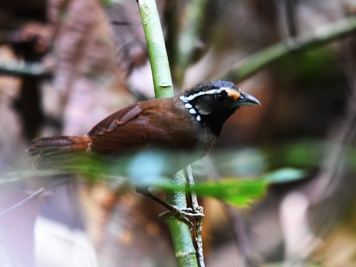 White-necked Babbler