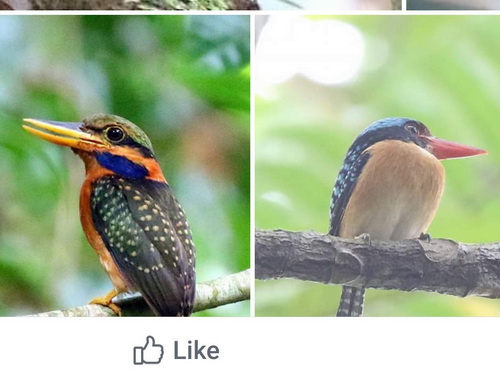 Bornean Banded & Rufous-collored Kingfisher
