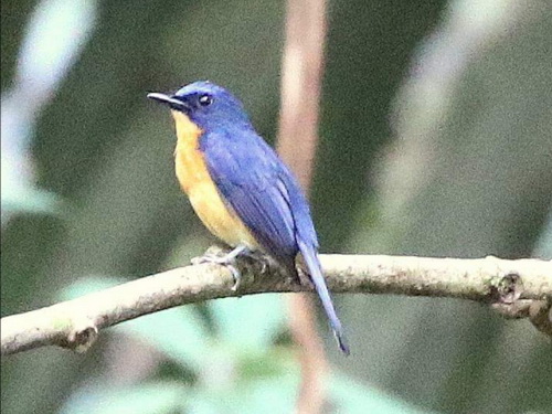 Bornean Blue Flycatcher