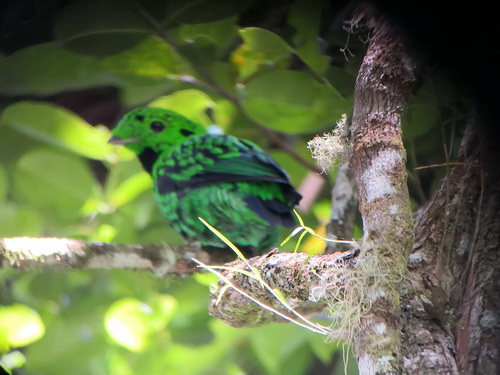 Whitehead's Broadbill