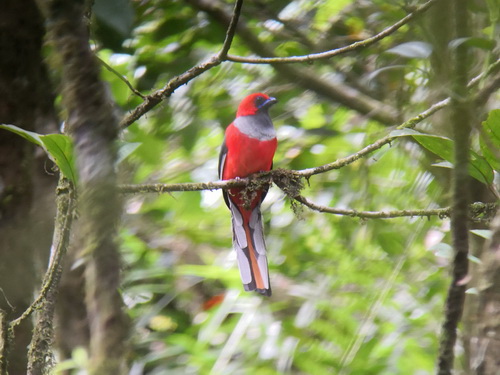 Whitehead's Trogon