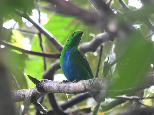 Hose's Broadbill