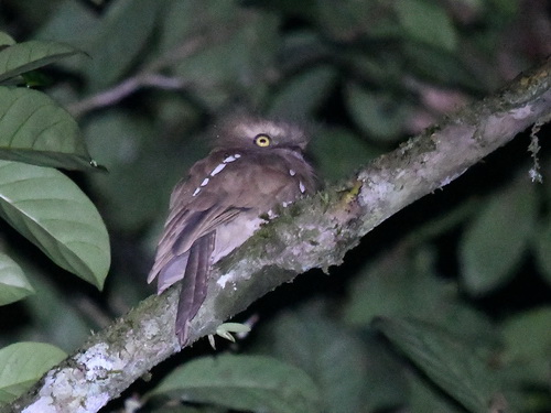 Bornean Frogmouth