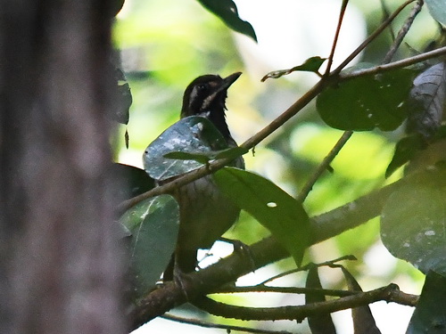 Black-throated Wren-babbler
