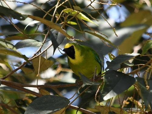 Bornean Leafbird