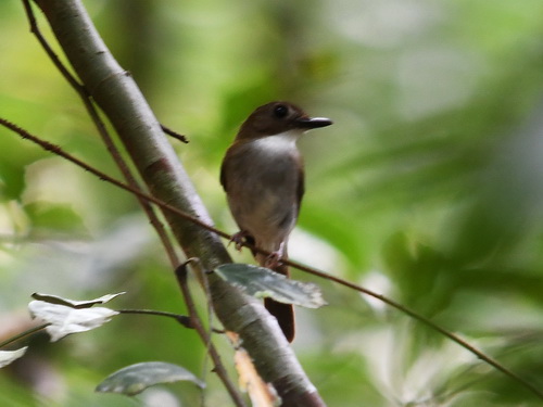 Grey-breasted Jungle-flycatcher