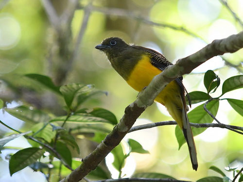 Orange-breasted Trogon