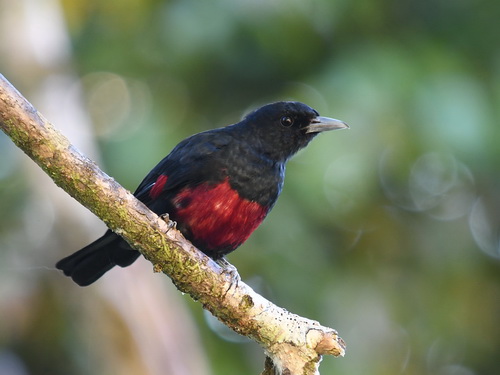 Black-&-crimson Oriole
