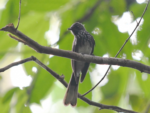 Spotted Fantail