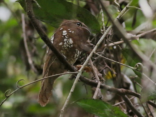 Bornean Frogmouth