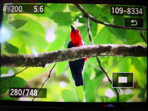 Bornean Bristlehead