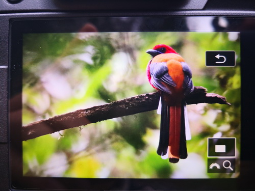 Whitehead's Trogon 