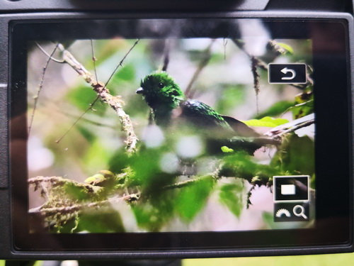 Whitehead's Broadbill
