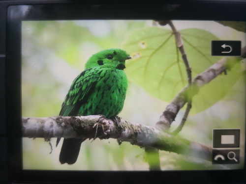 Whitehead's Broadbill