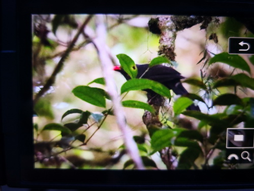 Bare-headed Laughingthrush