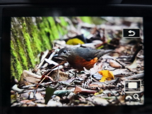 Everett's Thrush