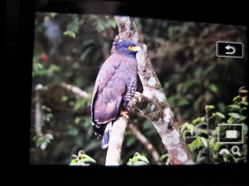 Mountain Serpent Eagle
