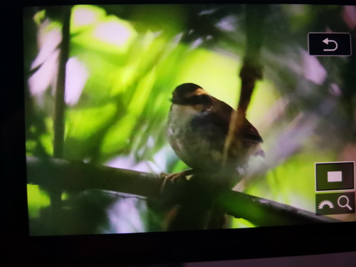 bornean stubtail