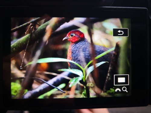 Crimson-headed Partridge