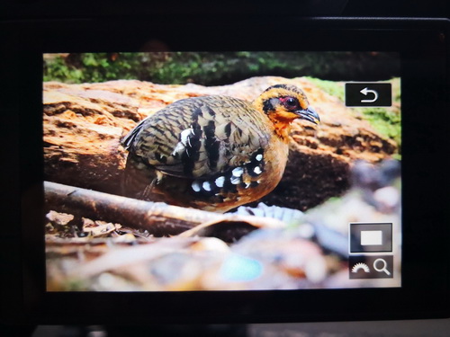 Red-breasted Partridge