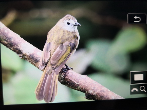 Pale-faced Bulbul