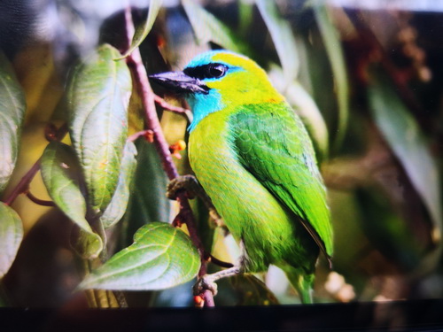 Golden-naped Barbet