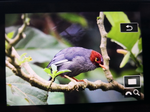 Chestnut-hooded Laughingthrush