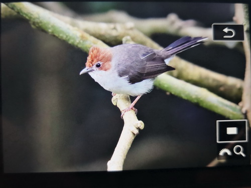 Chestnut-crested Yuhina