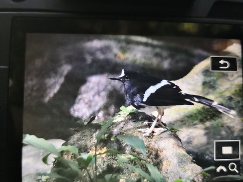 Bornean Forktail