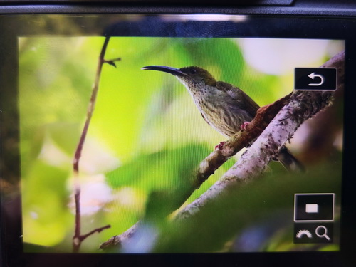 Bornean Spiderhunter