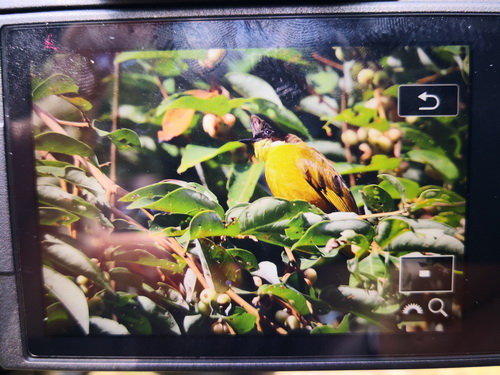 Bornean Bulbul