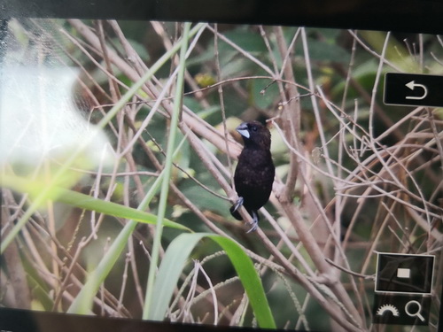 Dusky Munia