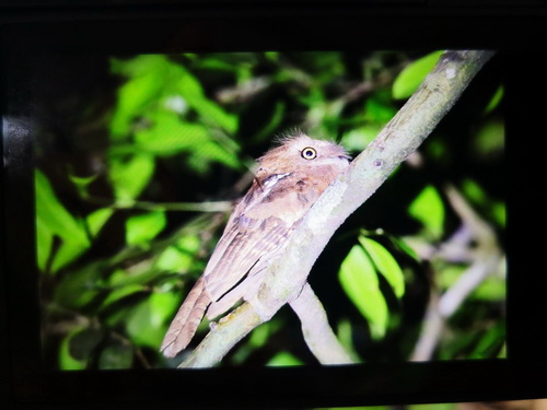 Sunda Frogmouth