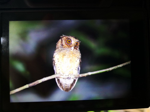 Reddish Scops Owl