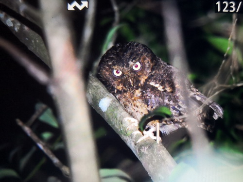 Mountain Scops Owl