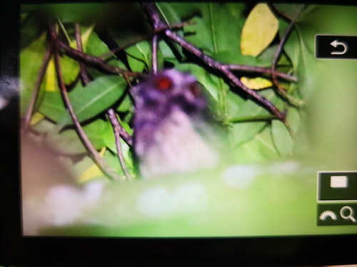 Sunda Scops Owl