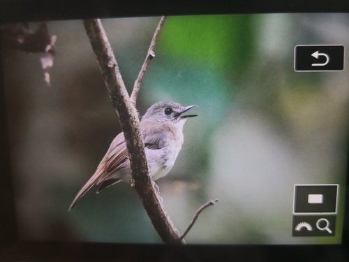 Fulvous-chested Jungle Flycatcher
