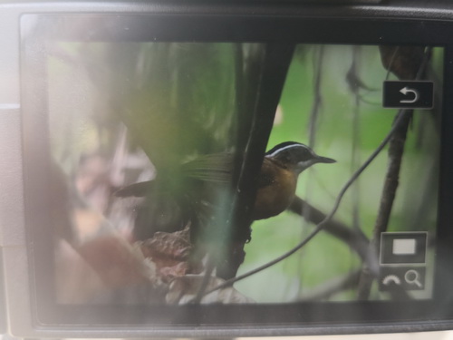 Black-capped Babbler