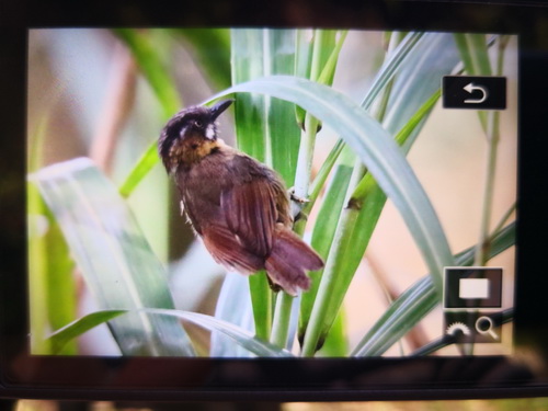 Grey-throated Babbler