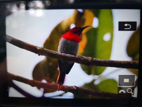 Temminck's Sunbird